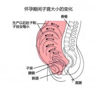 产后应如何恢复子宫？