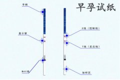 早孕试纸灵敏度排名，六个品牌的早孕试纸快收藏备用